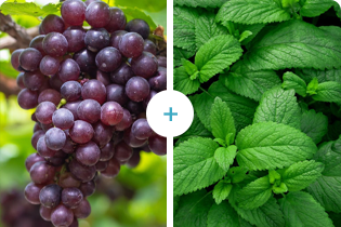 Technológia Buletedan