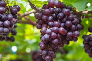 Technológia Buletedan