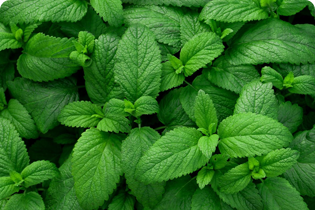 Technológia Buletedan