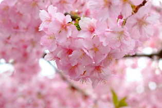 Technológia Buletedan